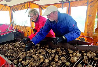 Det kræver hurtig reaktion når man skal nå at fjerne sten og rådne kartofler. Jette og Eigil har nok at se til når kartoflerne ruller forbi. Foto: K.E.