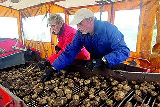 Det kræver hurtig reaktion når man skal nå at fjerne sten og rådne kartofler. Jette og Eigil har nok at se til når kartoflerne ruller forbi. Foto: K.E.